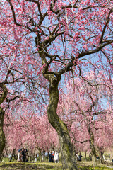 三重県いなべ市梅林公園の鮮やかな梅の木,満開の梅の花