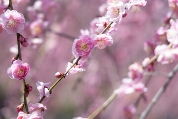 三重県いなべ市の満開の梅の花