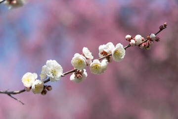 三重県いなべ市梅林公園の鮮やかな梅の木,満開の梅の花