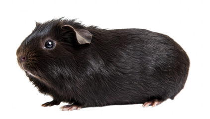 black guinea pig showcasing its fur texture and profile against a white background. animal's features and can be used for educational or pet-related content