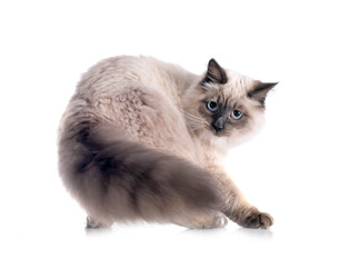 siberian cat in studio