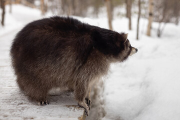 fat fluffy raccoon walking in the forest, side view, © Leka