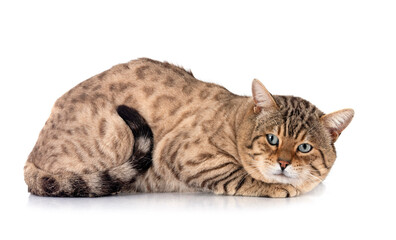 Obraz premium bengal kitten in studio