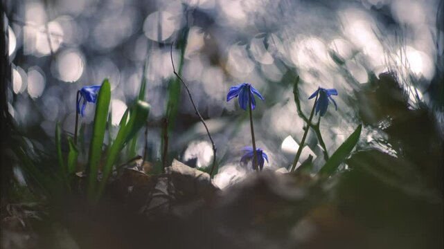 Blue flower of Scilla siberica on the river bank in spring