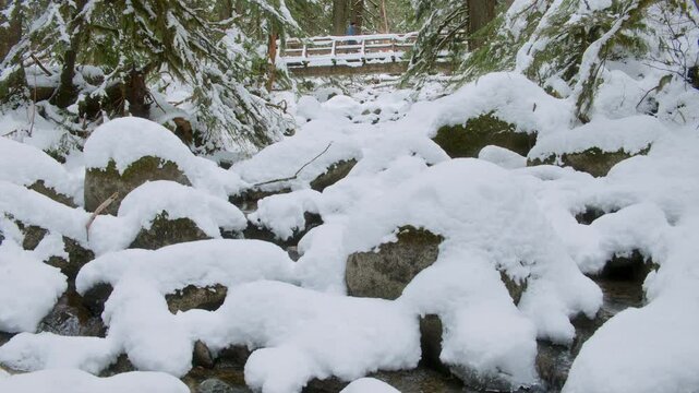 Man Exploring Snowy Forest Stream Looking Down from Bridge