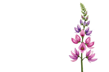 Fototapeta premium lilac flower isolated on white background