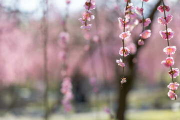 三重県いなべ市梅林公園の鮮やかな梅の木,満開の梅の花