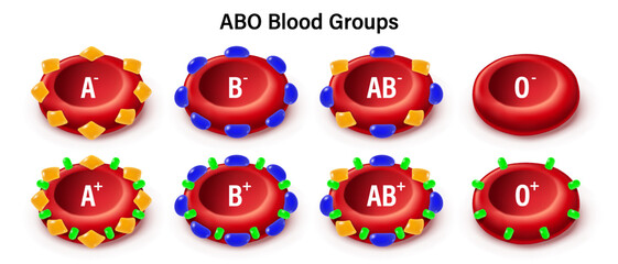 ABO blood group vector. Types of blood (A, B, AB and O) chart. Red blood cell, antibodies in plasma and antigens. RH- and RH+.