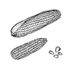 Corn sketch outline illustration set. Simple doodle drawing in engraving style. Hand drawn vector line art clipart isolated on white background