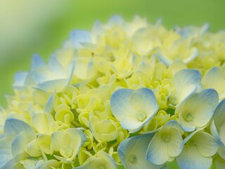 春から初夏の公園や花壇を彩るアジサイのある風景。自然風景素材。眩しい日差しでボケた景色。ぼんやりした花畑のイメージ。