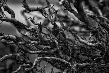LANDSCAPE FOREST - Dry roots from a very old tree