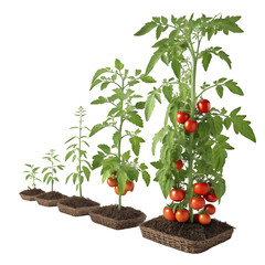 Ripe Red Tomatoes on the Vine Fresh Garden Produce