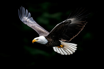 Fototapeta premium Majestic bald eagle in flight against a dark background (1)
