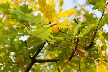 An acorn on an oak branch