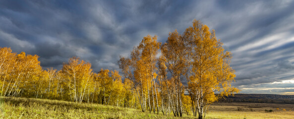 Field of trees with a cloudy sky in the background