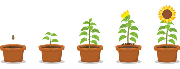 Sunflower plant growth stages from seed to blooming into flowering