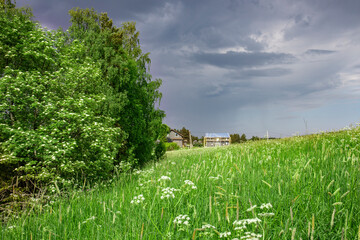 Obraz premium A field of grass with a tree in the foreground and a house in the background