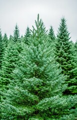 Obraz premium Healthy green trees in a forest of old spruce, fir and pine isolated background 