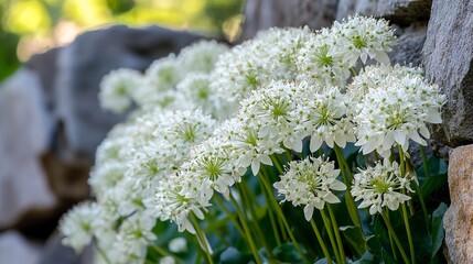 Close-up Hylotelephium telephium vivid blooms cascading over rustic stone wall serene botanical setting.  