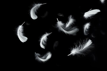 Obraz premium Ethereal Elegance: Soft White Feathers Floating Gracefully in a Captivating Group Display