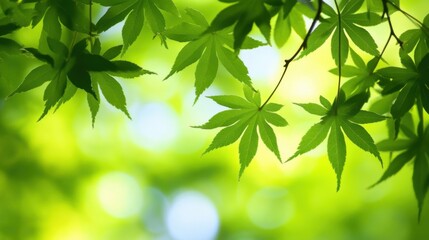 Obraz premium Lush Green Maple Leaves