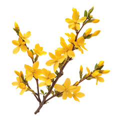 Vibrant Forsythia Shrub with Bright Yellow Blooms Isolated on Transparent Background