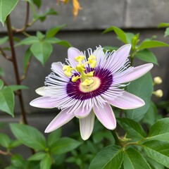 passion flower