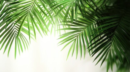 Fototapeta premium Tropical palm leaves, vibrant greenery, elegant background, nature