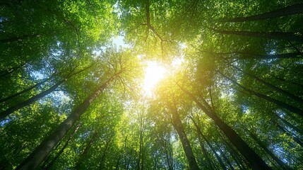 Fototapeta premium Expansive green forest vibrant foliage crisp blue sky overhead radiant natural harmony. 