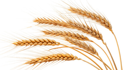 Golden Wheat Stalks Close-Up &ndash; Ripe Organic Grain for Harvest and Agriculture