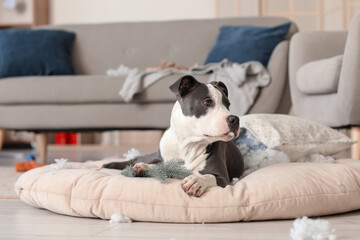 Naughty Staffordshire Terrier with Christmas branches and torn pillow on pet bed at home