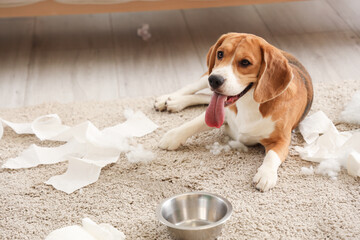 Naughty Beagle dog with torn toilet paper roll and overturned bowl of water lying on floor in messy...