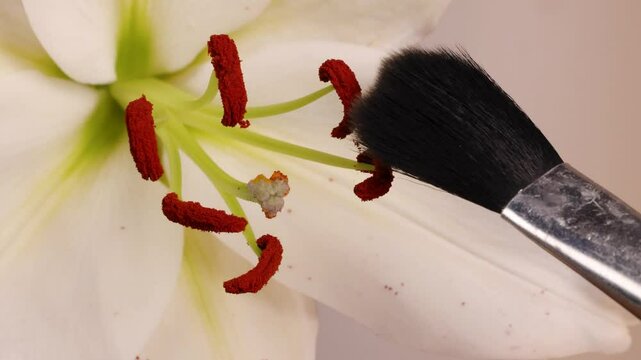 Manual Pollination of Lily Flower with Brush