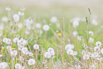 Fototapeta premium White fluffy dandelions in a spring field, blurred background of spring nature