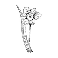 Hand drawn black and white illustration of a blooming daffodil flower with leaves. Suitable for spring projects, botanical prints, Easter-themed materials, floral designs, and packaging concepts