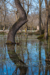 Spring Picture . Spring Picture, wetland beginning to bloom