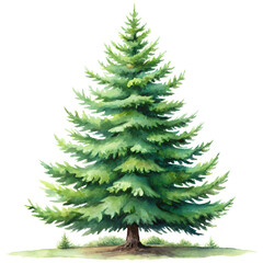 Watercolor Pine fir tree isolated on transparent background