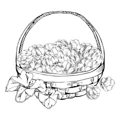Cloudberry raspberry with leaves in weaved basket, hand drawn vector ink, heap of line ripe picked forest berry harvest. Isolated illustration for restaurant, cafe menu, recipe book, farmers market