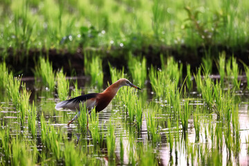 Heron in a rice field, wild bird nature close-up