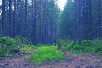 pine forest on a sunny day, nature landscape in the northern forest