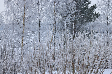 snowfall background, abstract backdrop against blurred winter trees