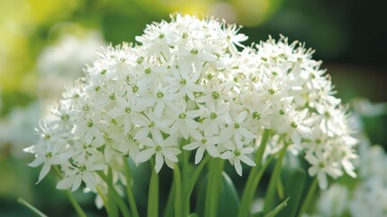 White Allium Flower Cluster