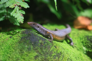 A lizard in nature, a brown little reptile
