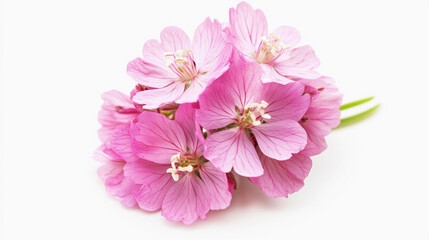 Beautiful pink flower on white background. Generative ai design concept.