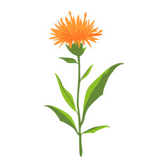 Fototapeta premium An orange Common Knapweed wildflower clip art illustration design plant vector