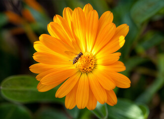 orange flower in the garden
