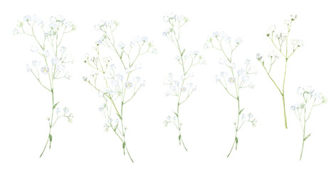 Set of watercolor gypsophila with green leaves. For invitations, backgrounds, wedding sets, fashion, scrapbooking, digital paper