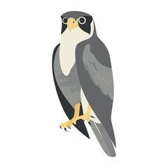 Fototapeta premium Peregrine Falcon illustration falcon bird vector