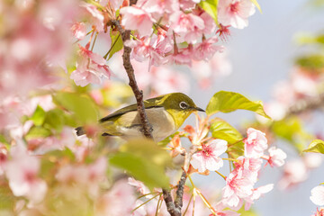 満開のサクラに止まる可愛い野鳥