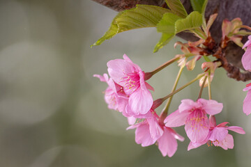 満開に咲く早咲きの河津桜	